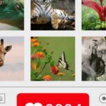 Captivating Wildlife Captions For Instagram