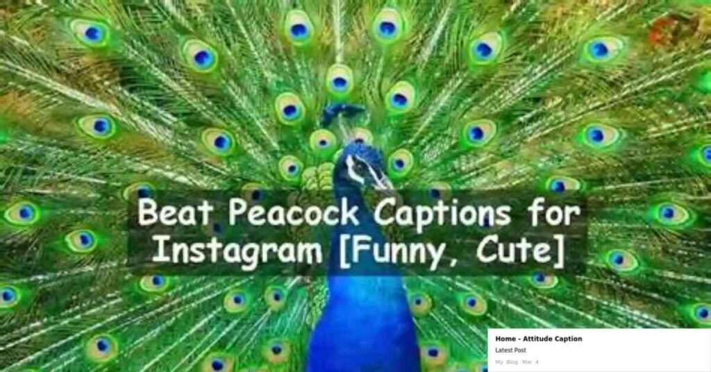 Peacock Safari Captions For Instagram