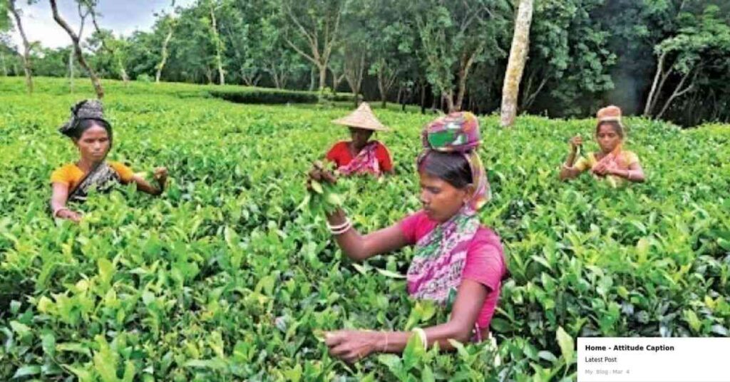 Caption About Sylhet Tea Gardens
